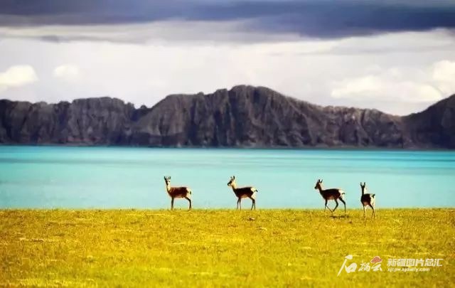 阿爾金山國家級自然保護區(qū)美景,。保護區(qū)提供